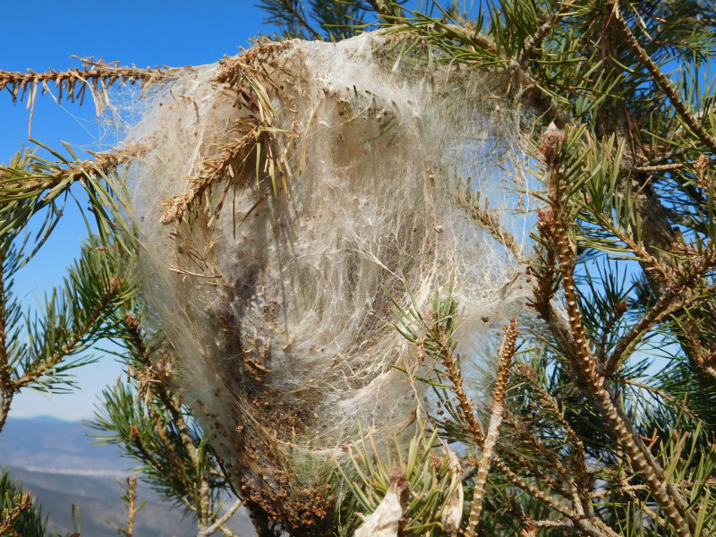 Thaumetopoea pityocampa-dennenprocessierups-nesten-brandharen-foto-uitslag-huidaandoening-dennenprocessierupsen-Verspreiding-Europa-nederland